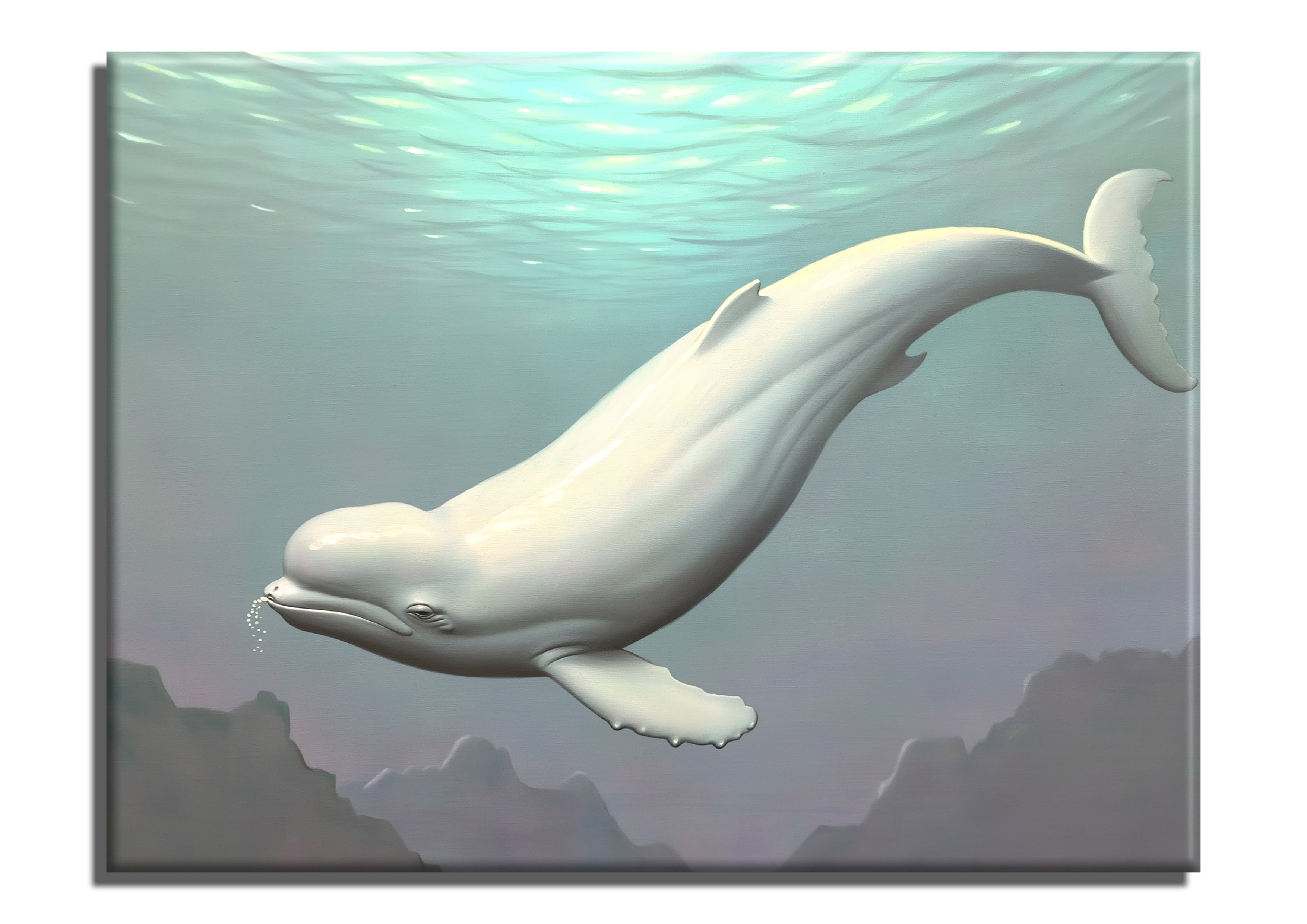 Beluga Whale
