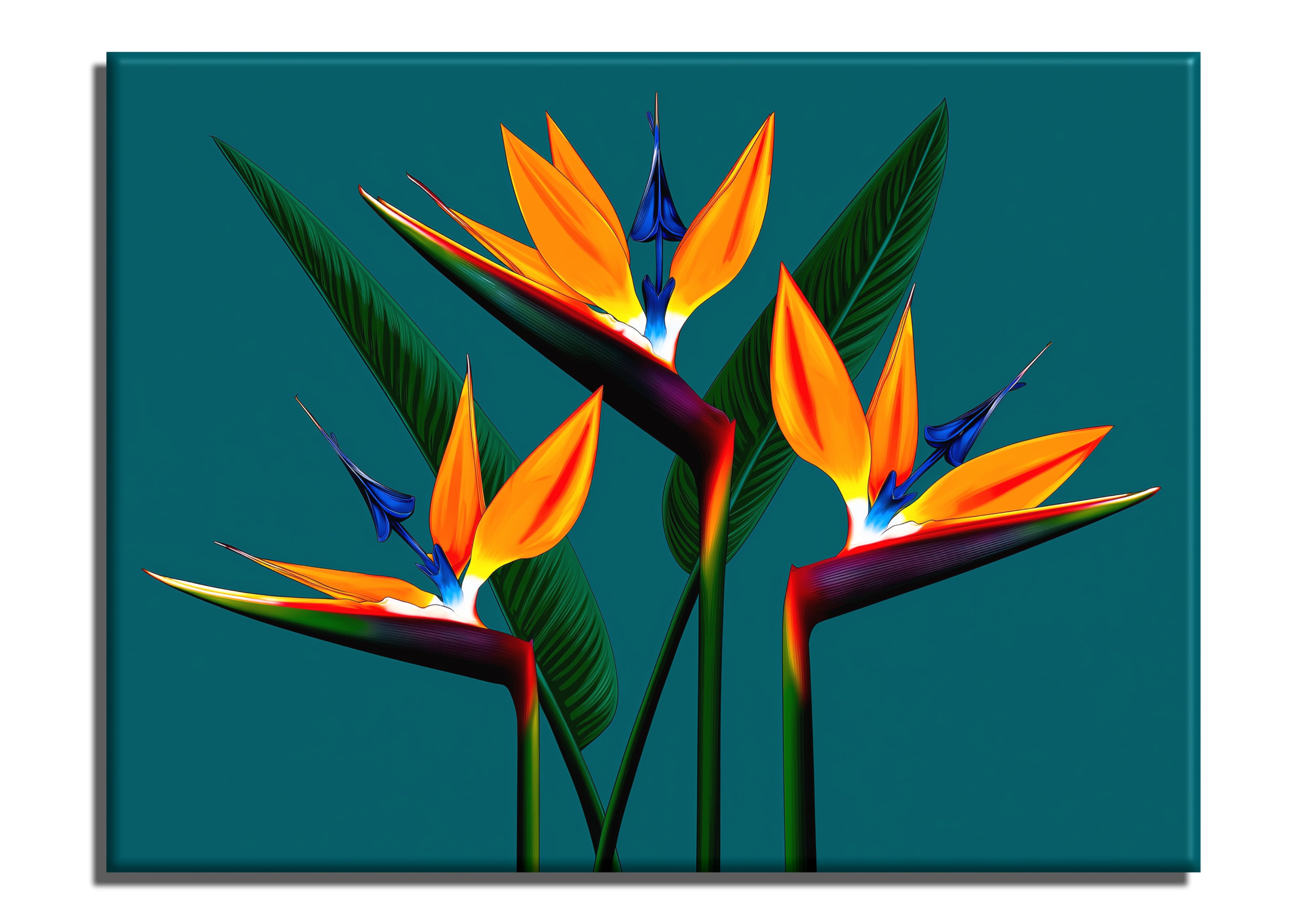 Birds of paradise