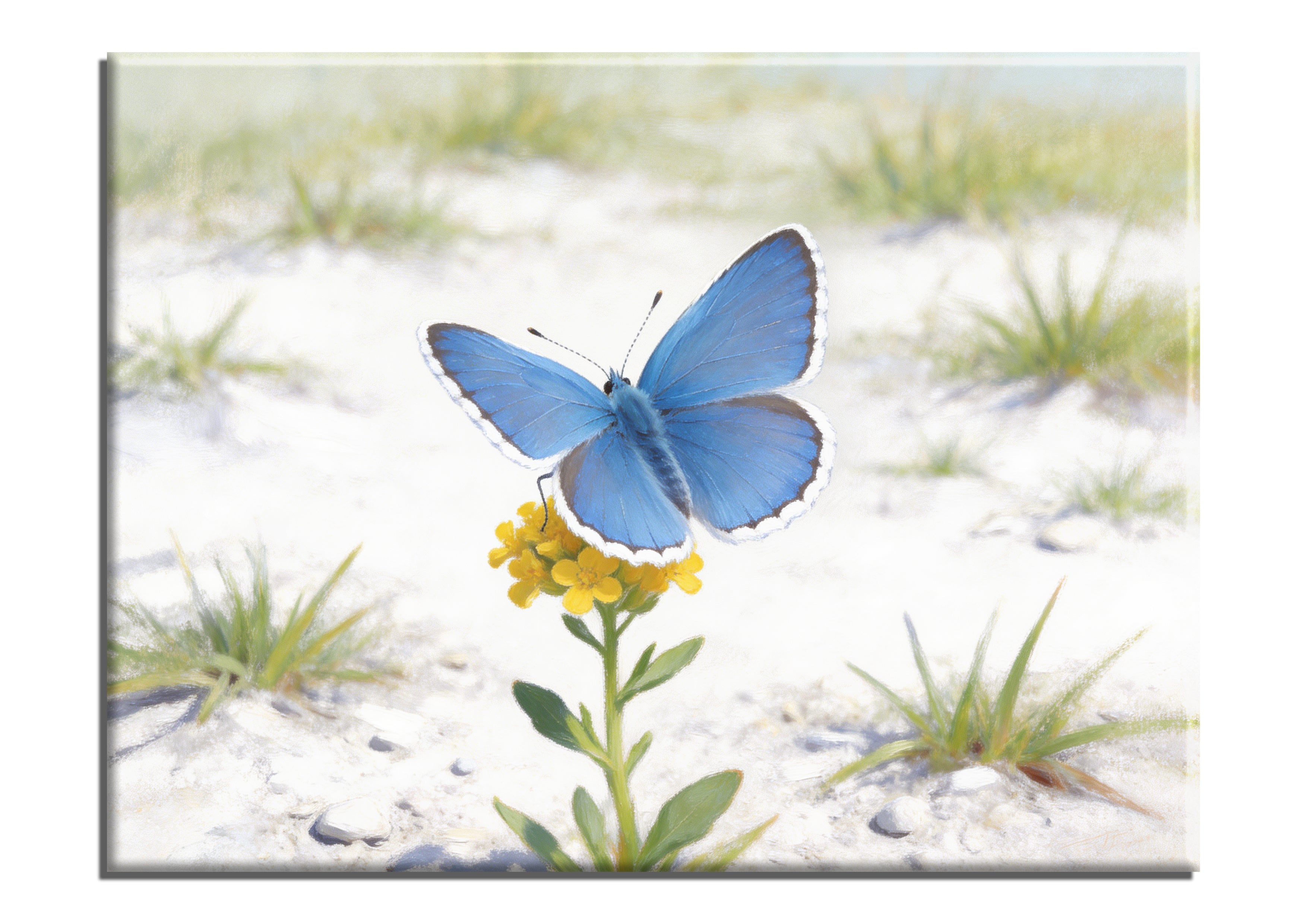 Blue Adonis