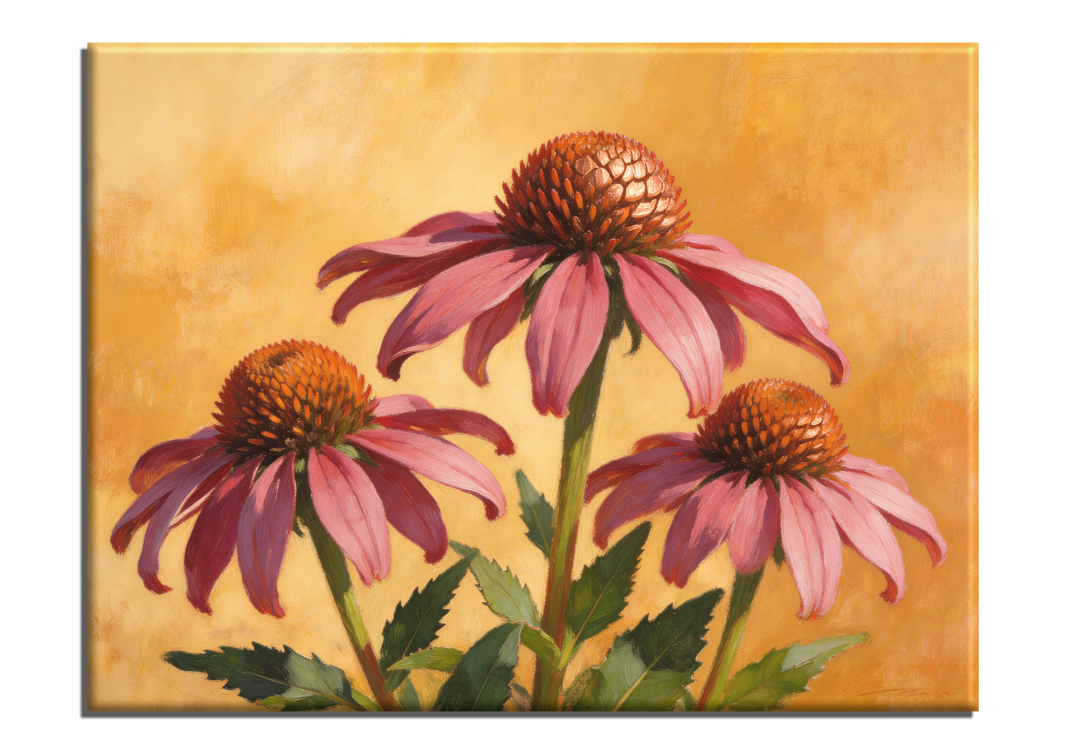 Echinacea Coneflowers