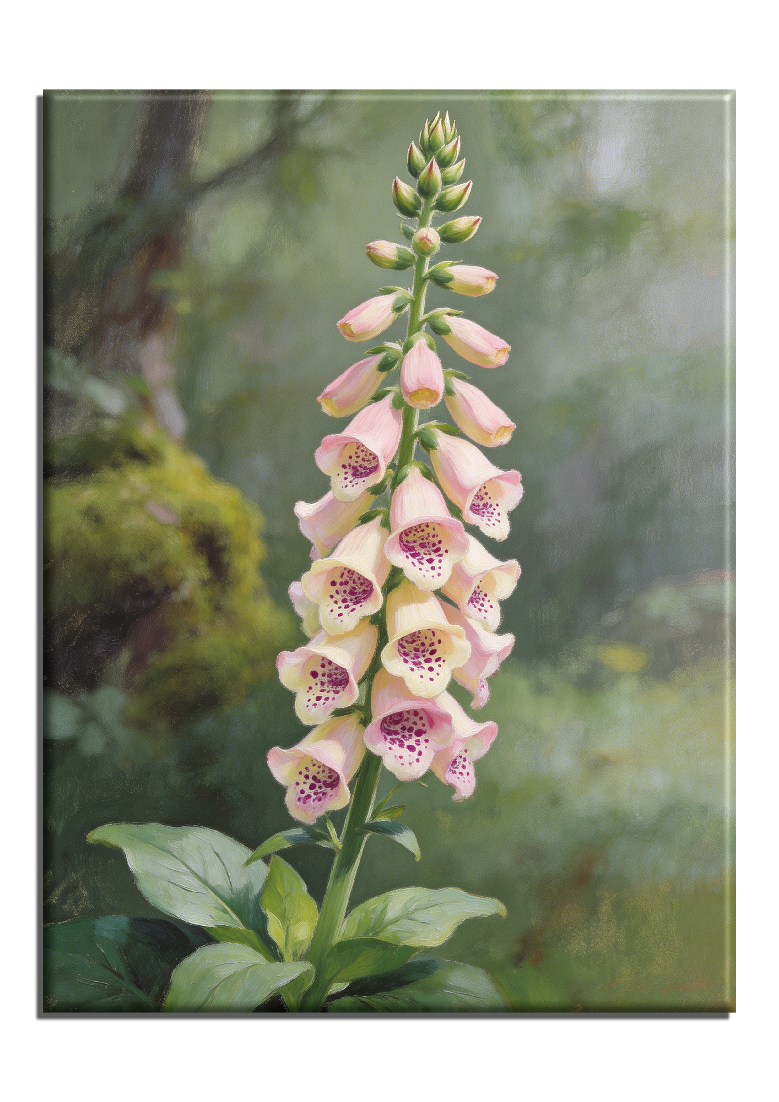 Foxglove