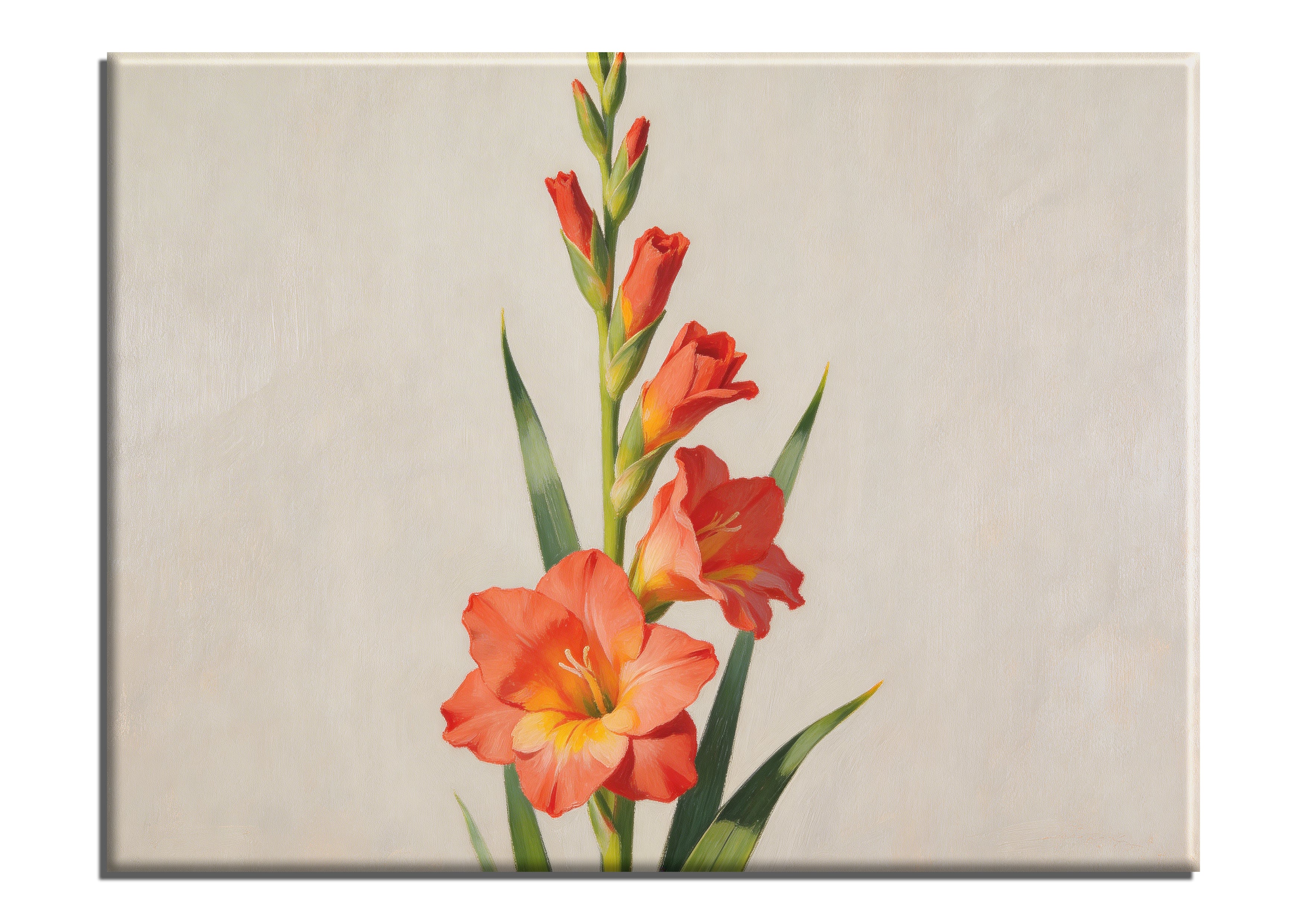 Gladiolus Bloom