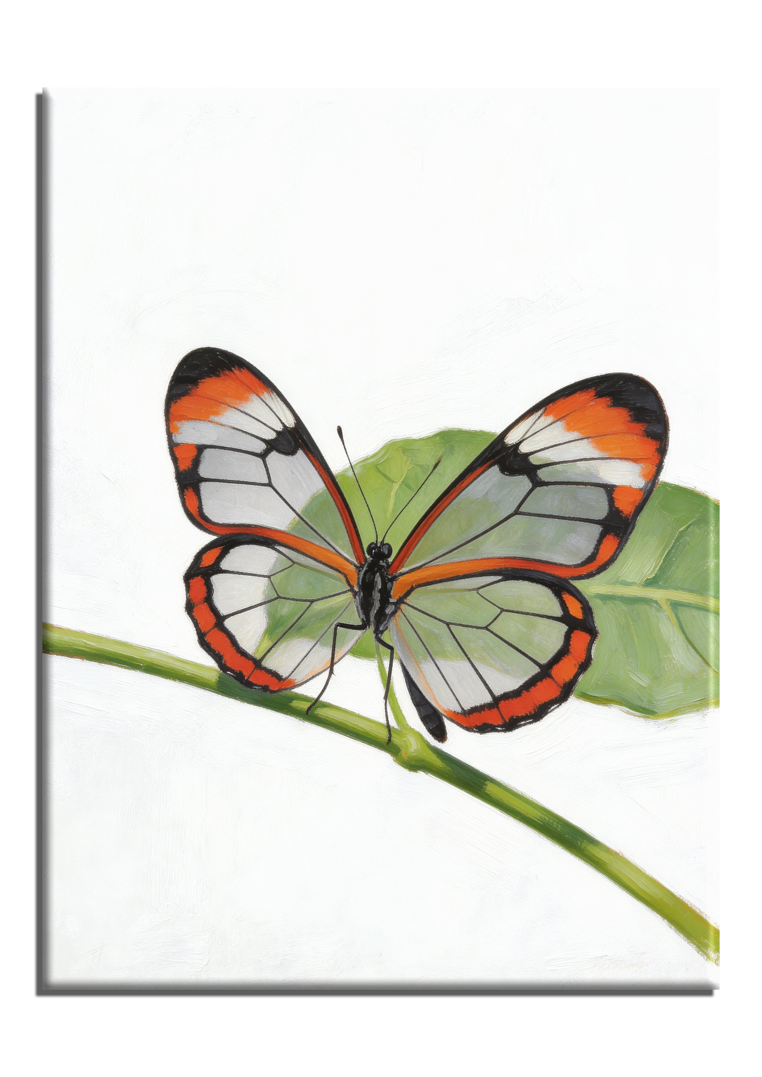 Glasswing Butterfly