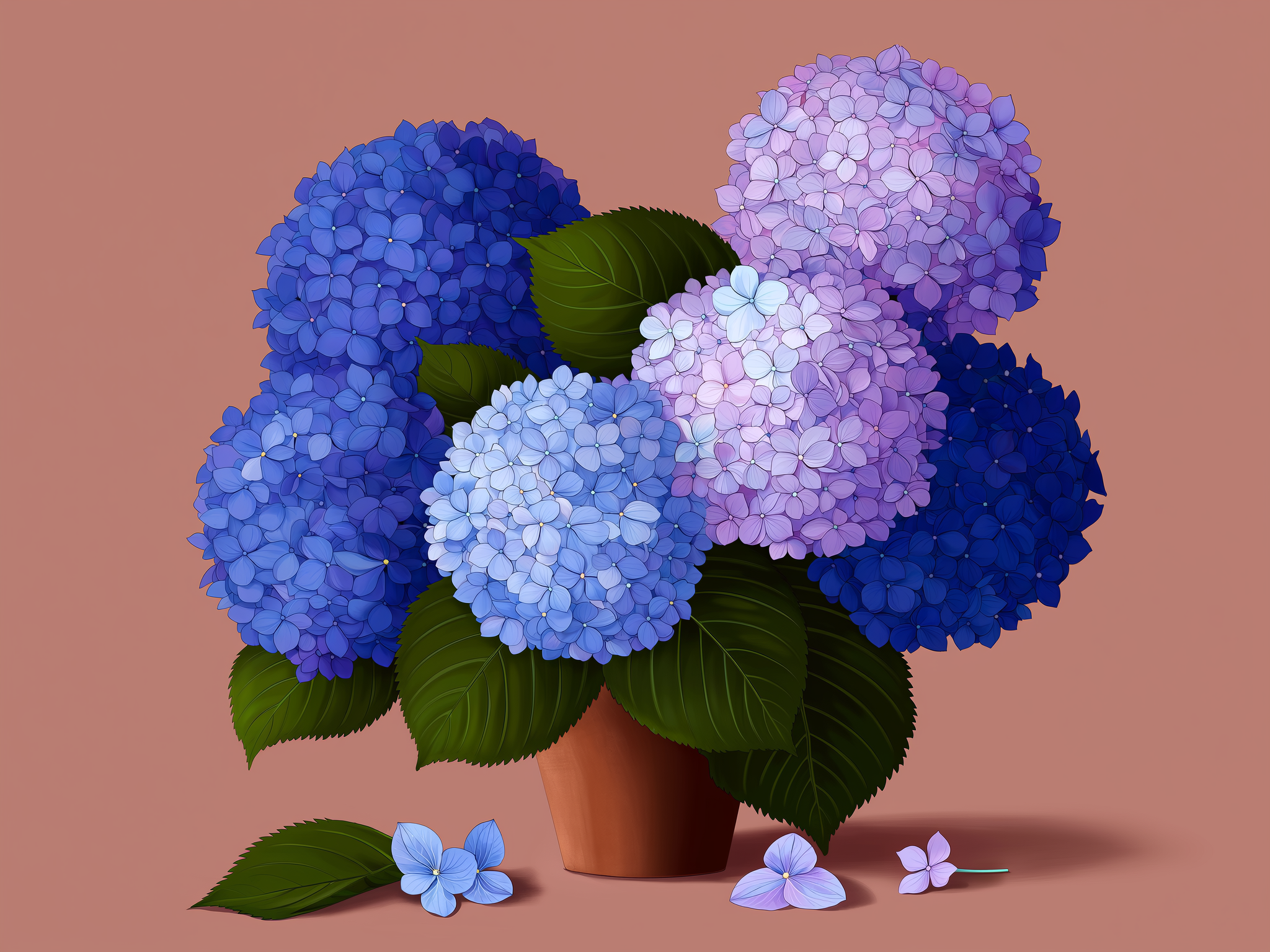 Hydrangeas in Terracotta Pot