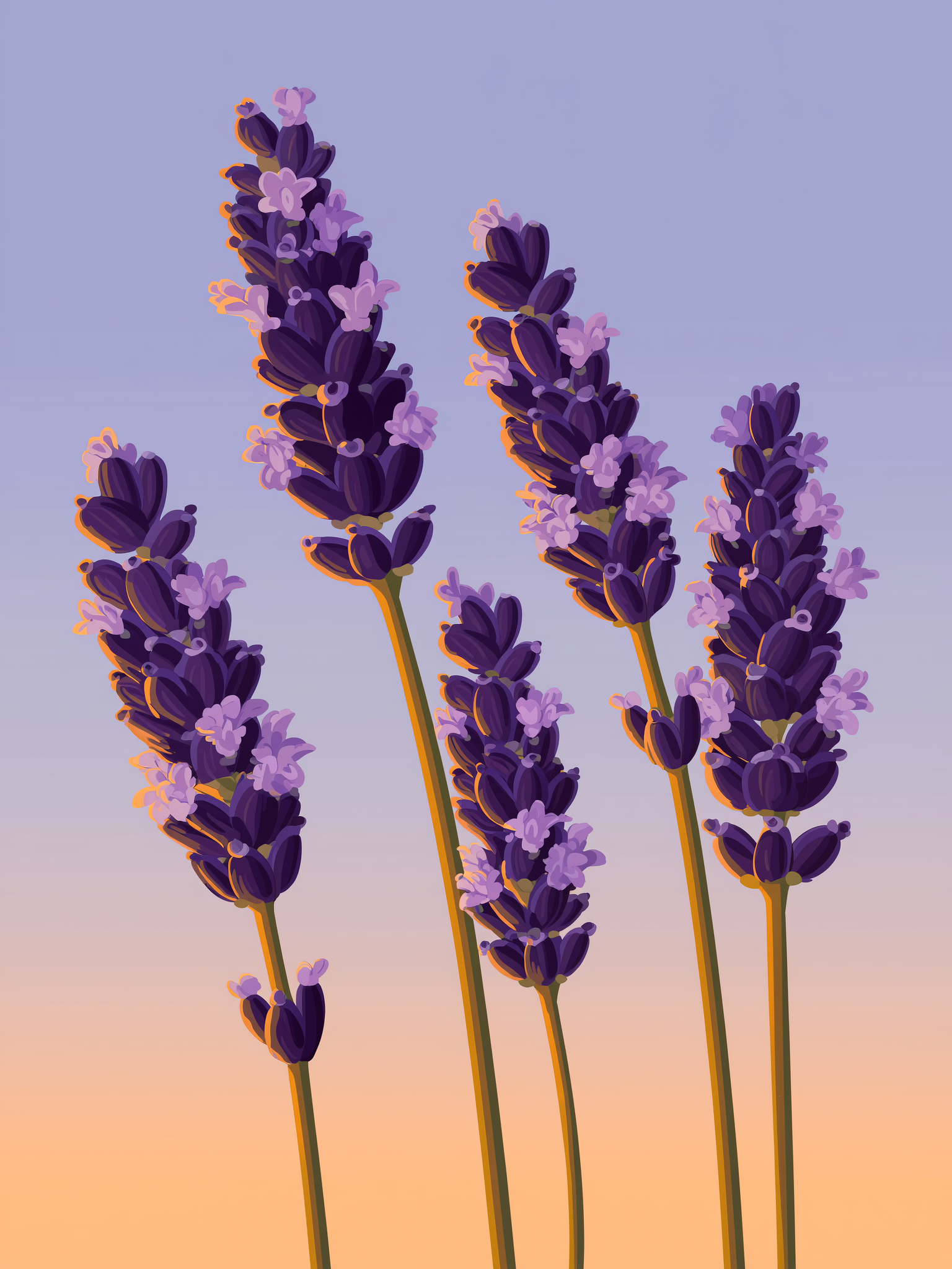 Lavender