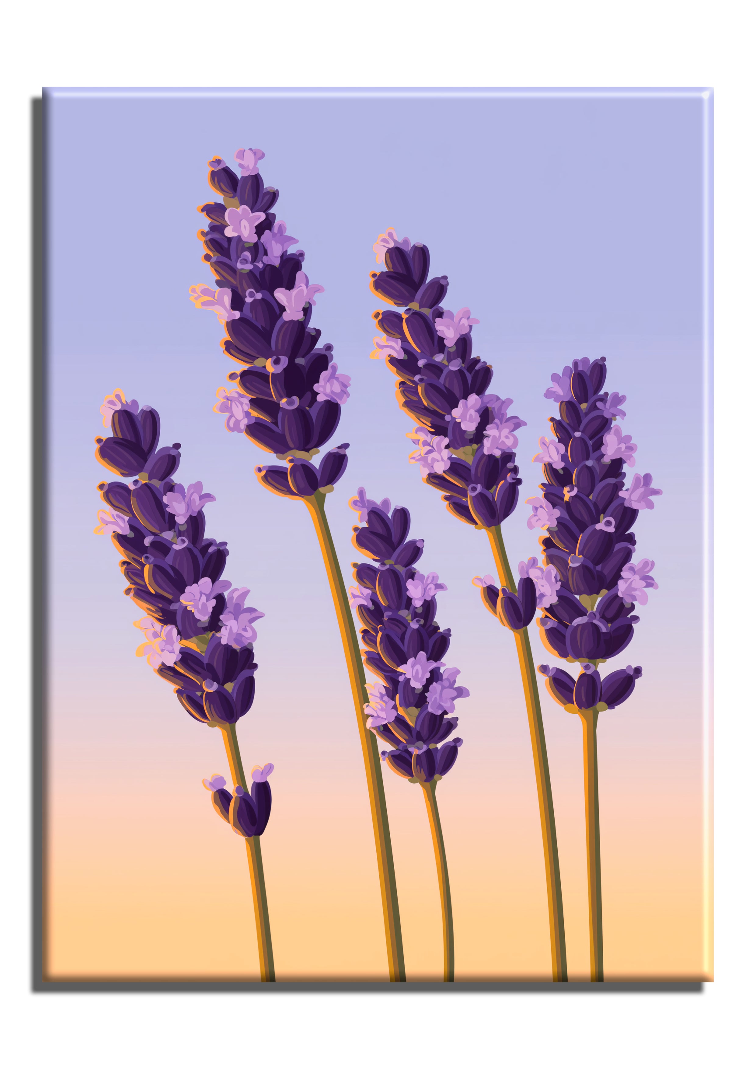Lavender