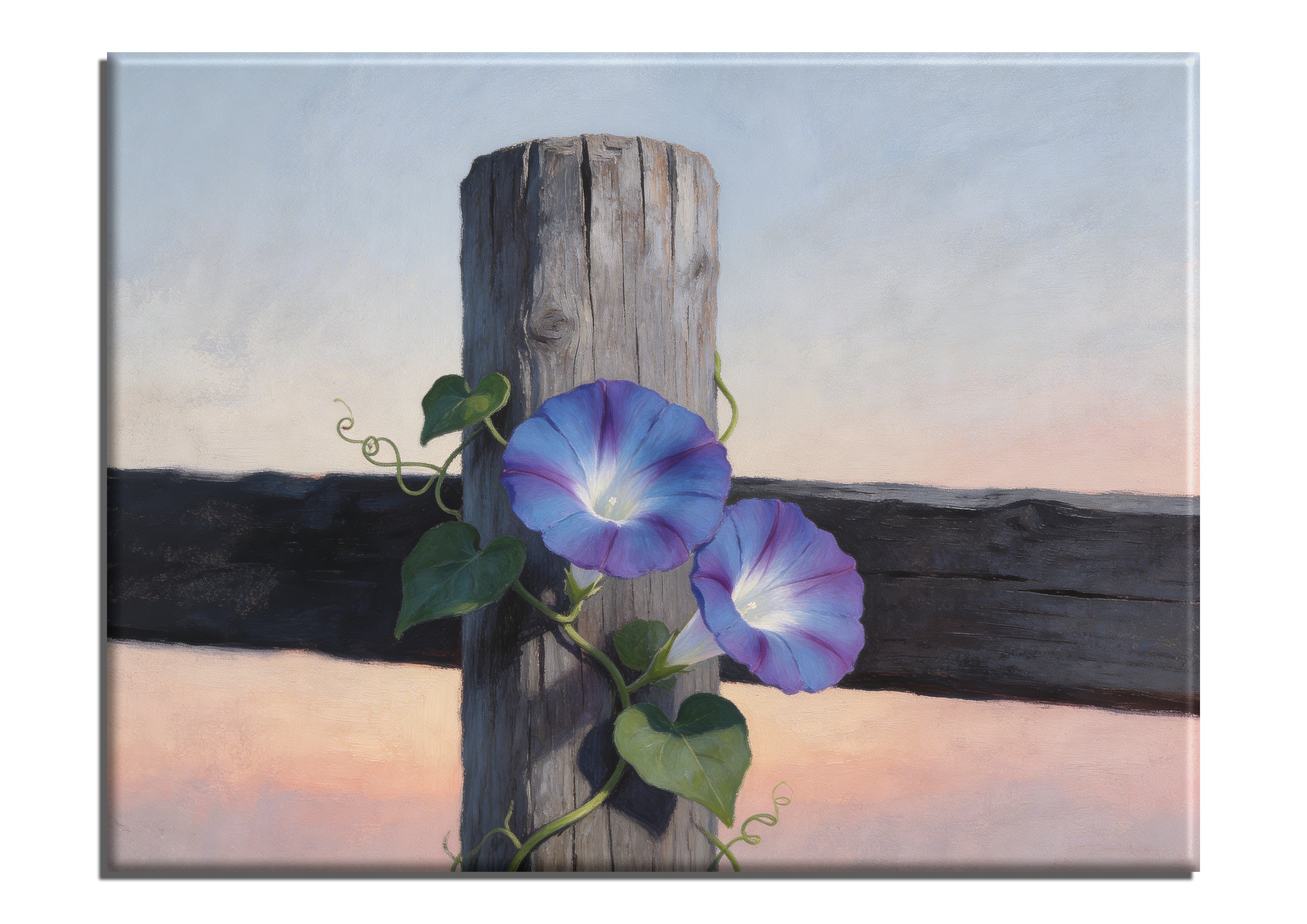 Morning Glory Blooms