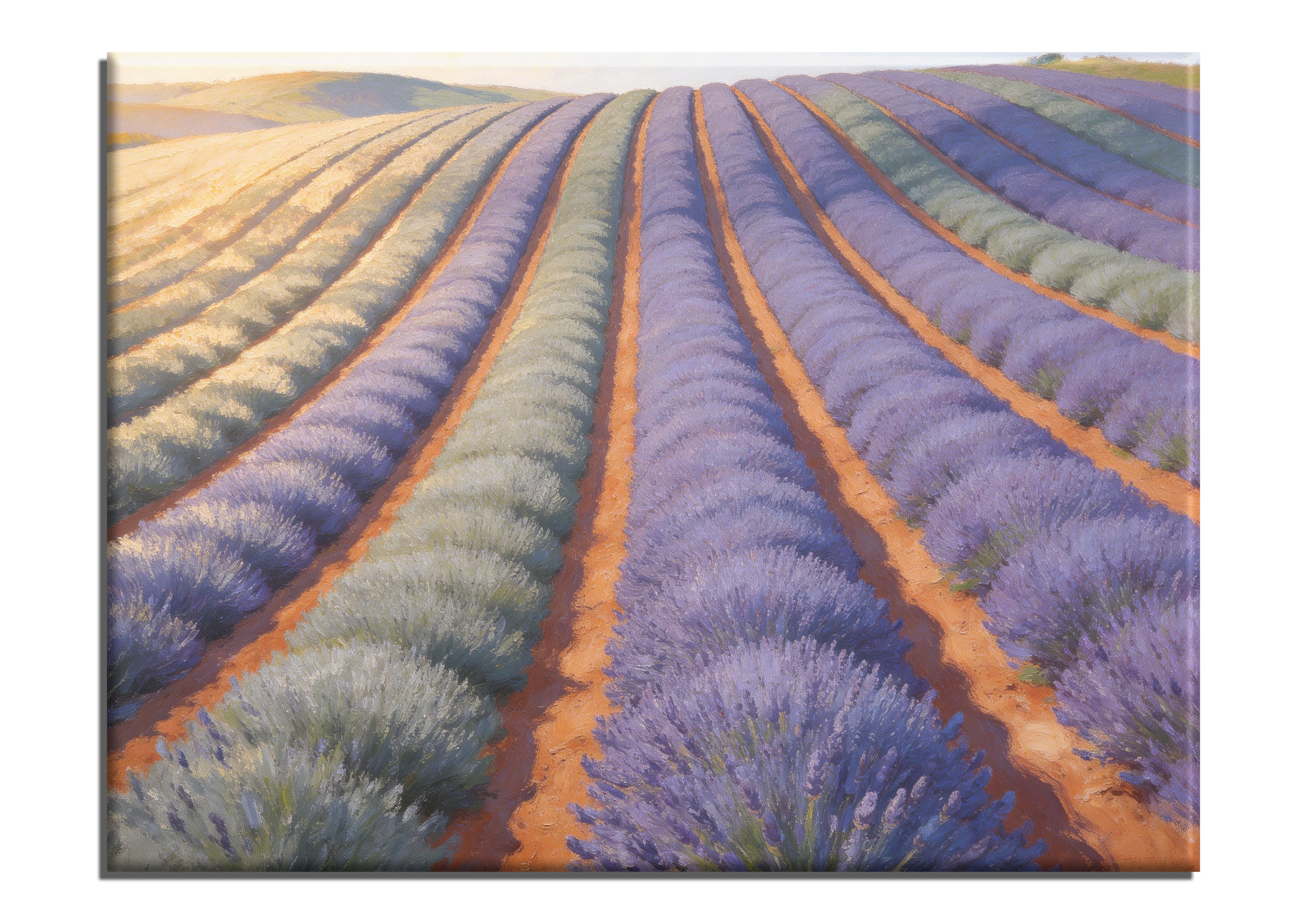 Morning Lavender Row
