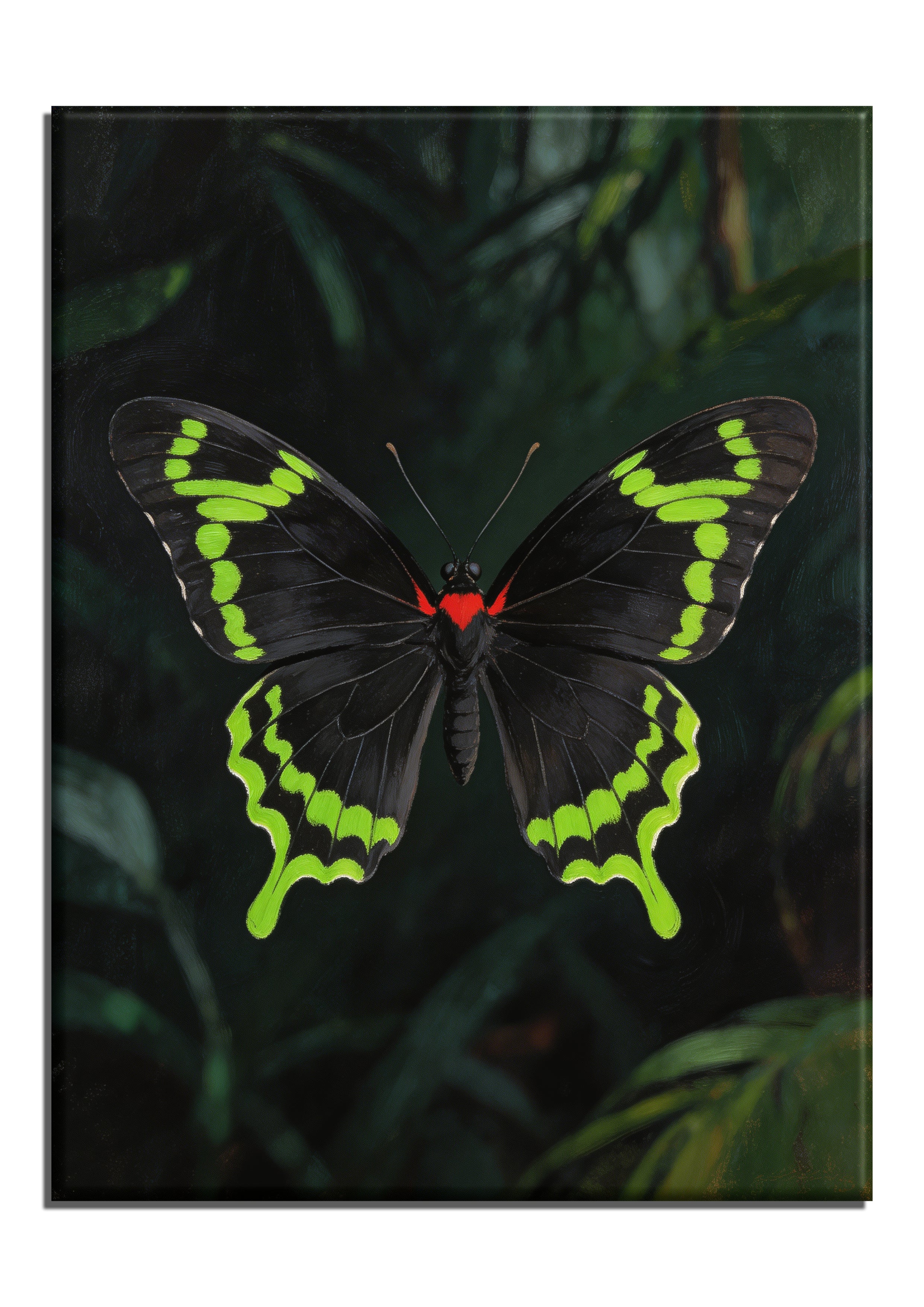 Rajah Brooke's Birdwing