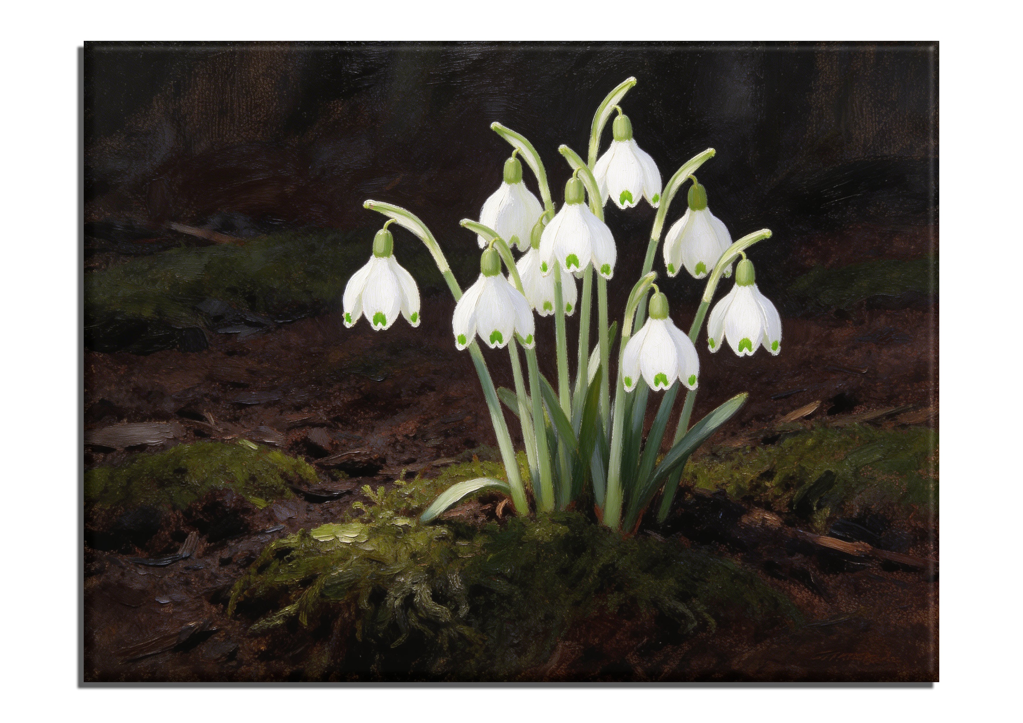 Snowdrops