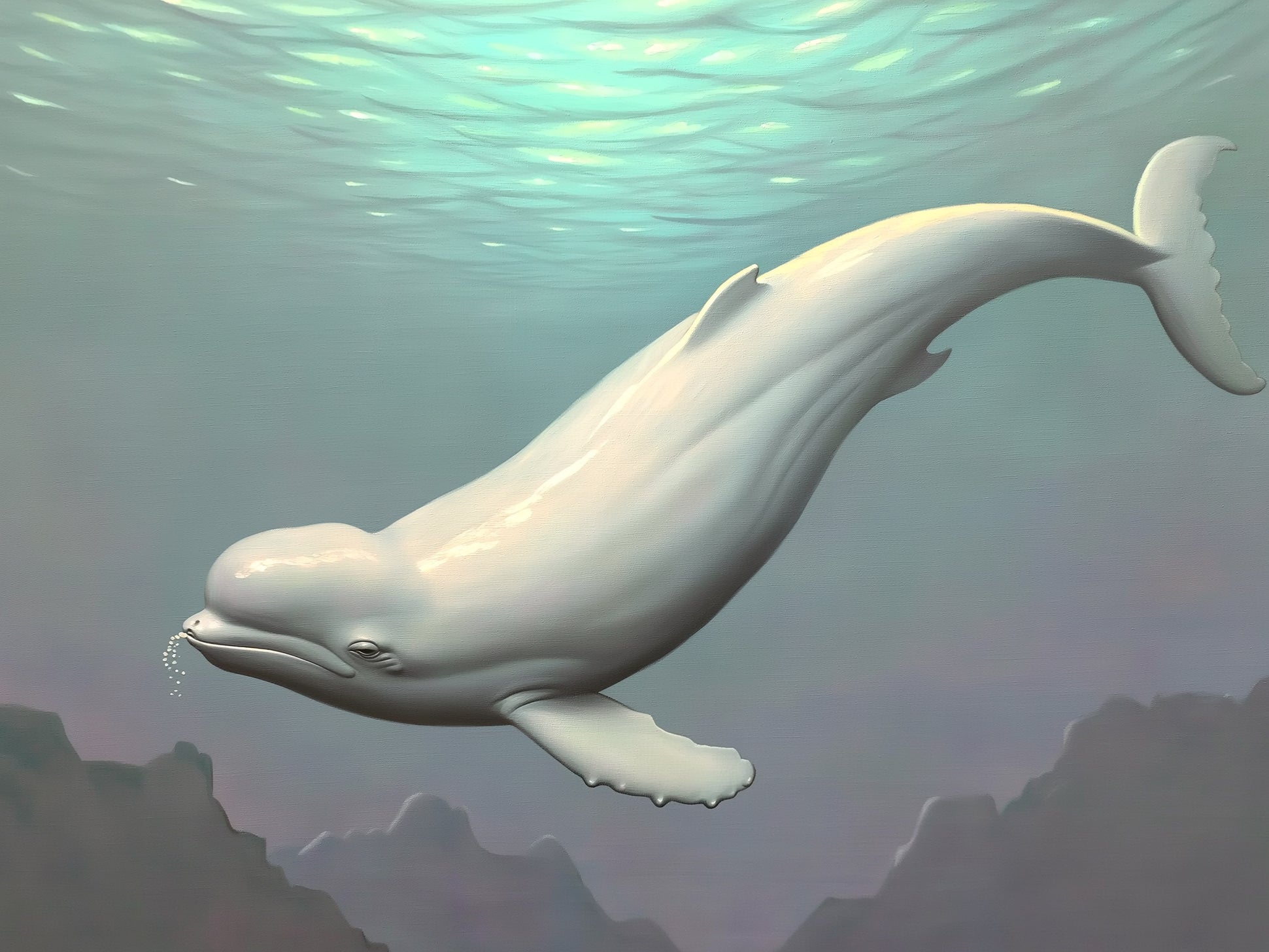 Beluga Whale
