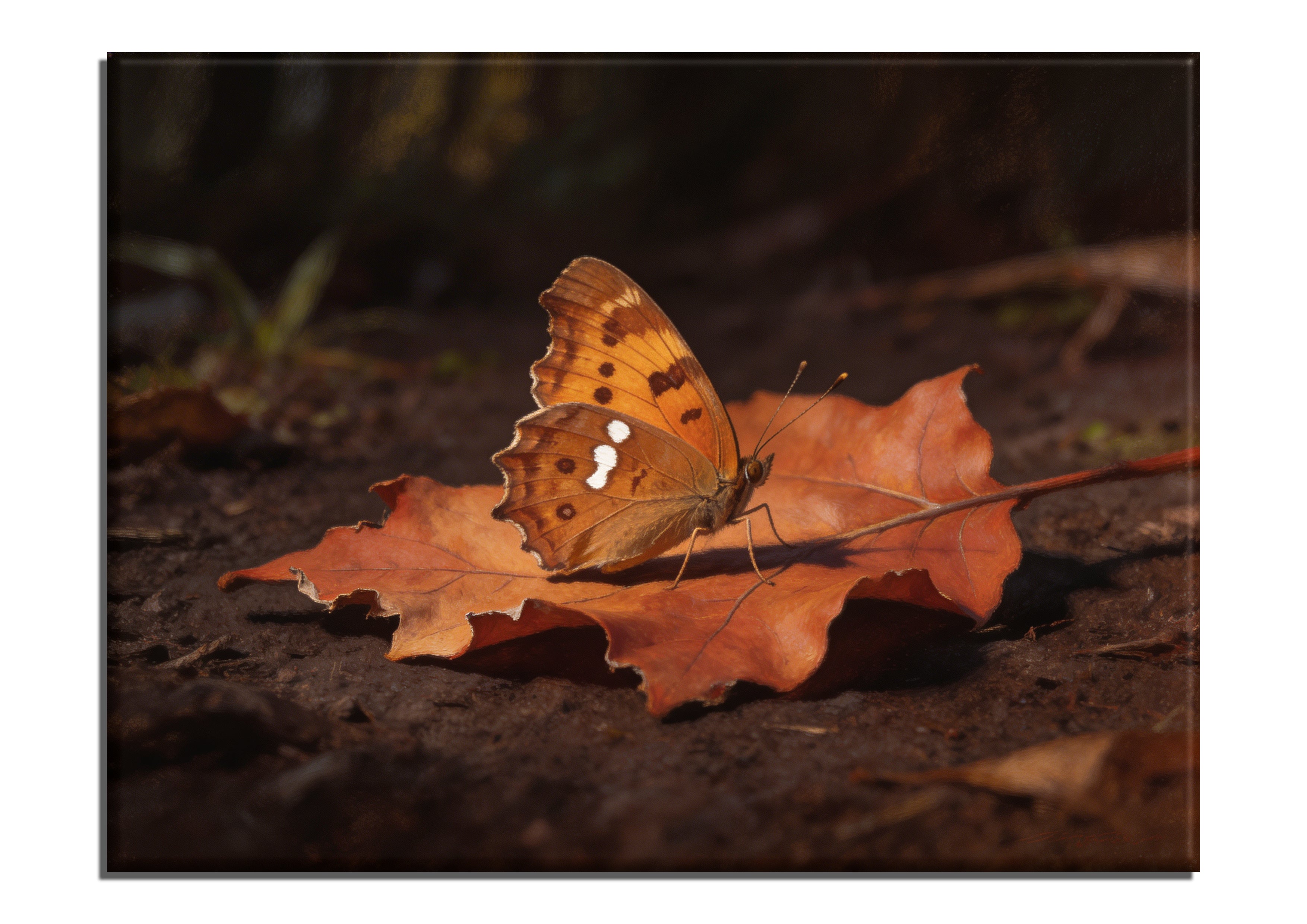Comma Butterfly