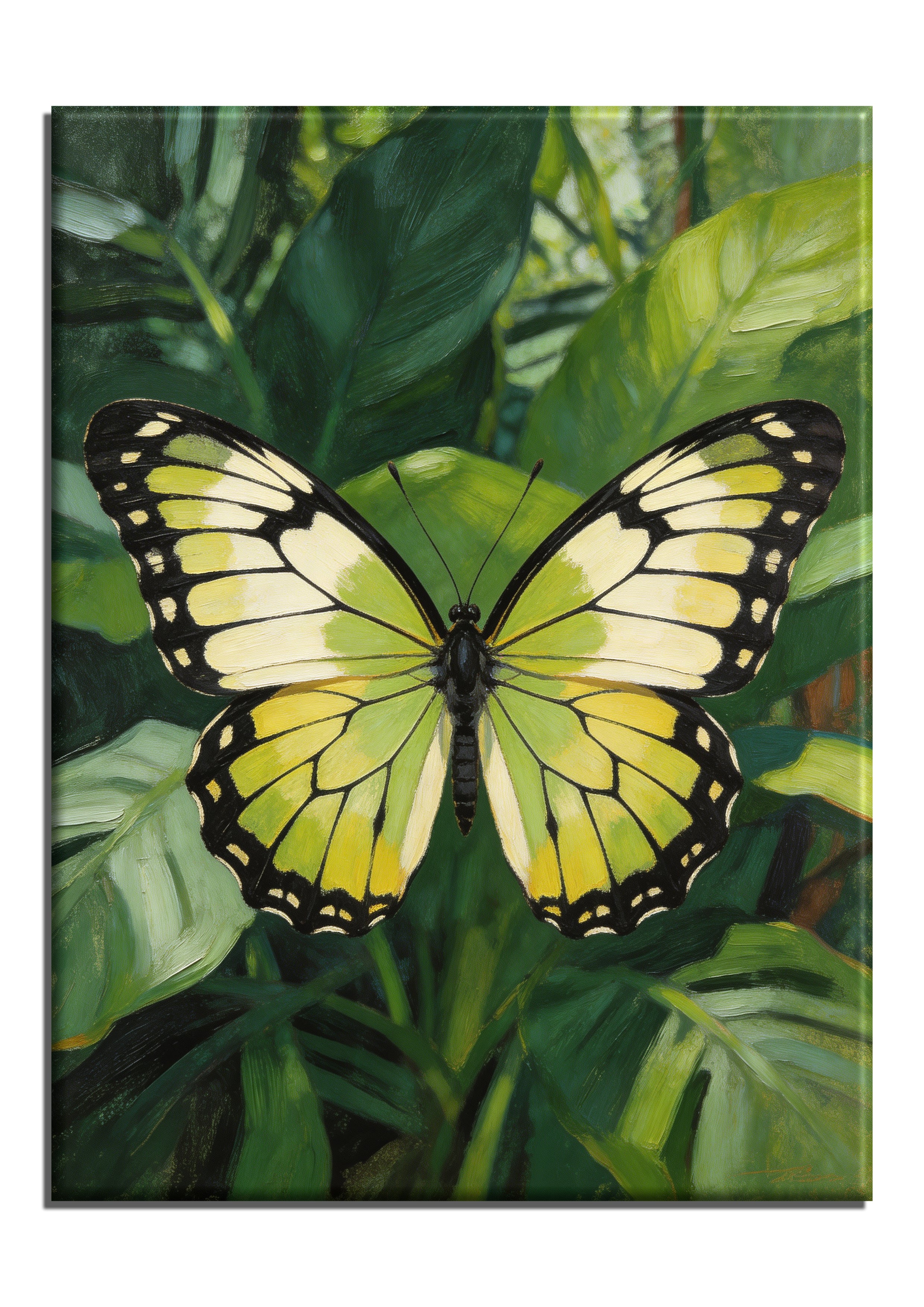 Female Cairns Birdwing