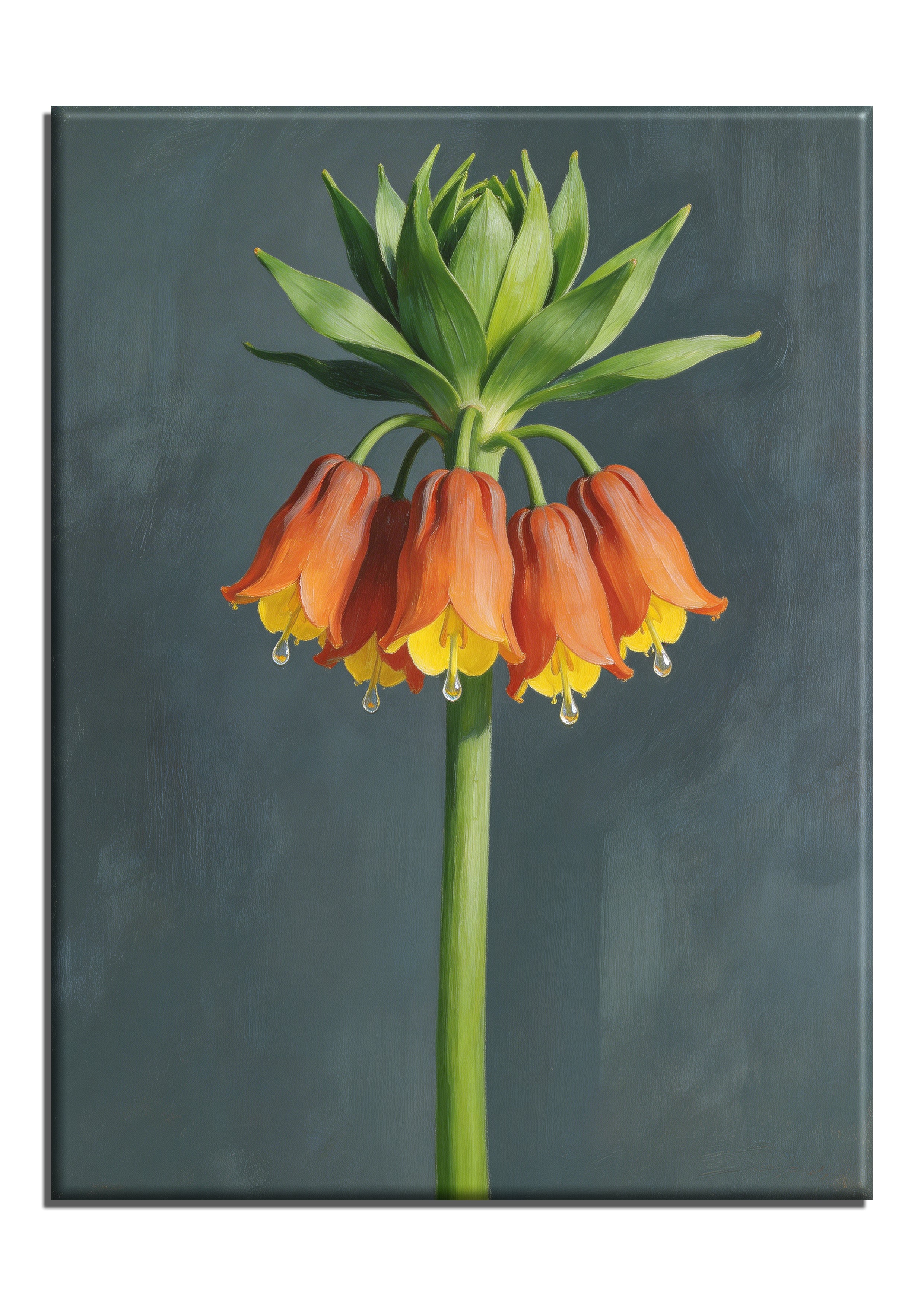 Fritillaria Imperialis