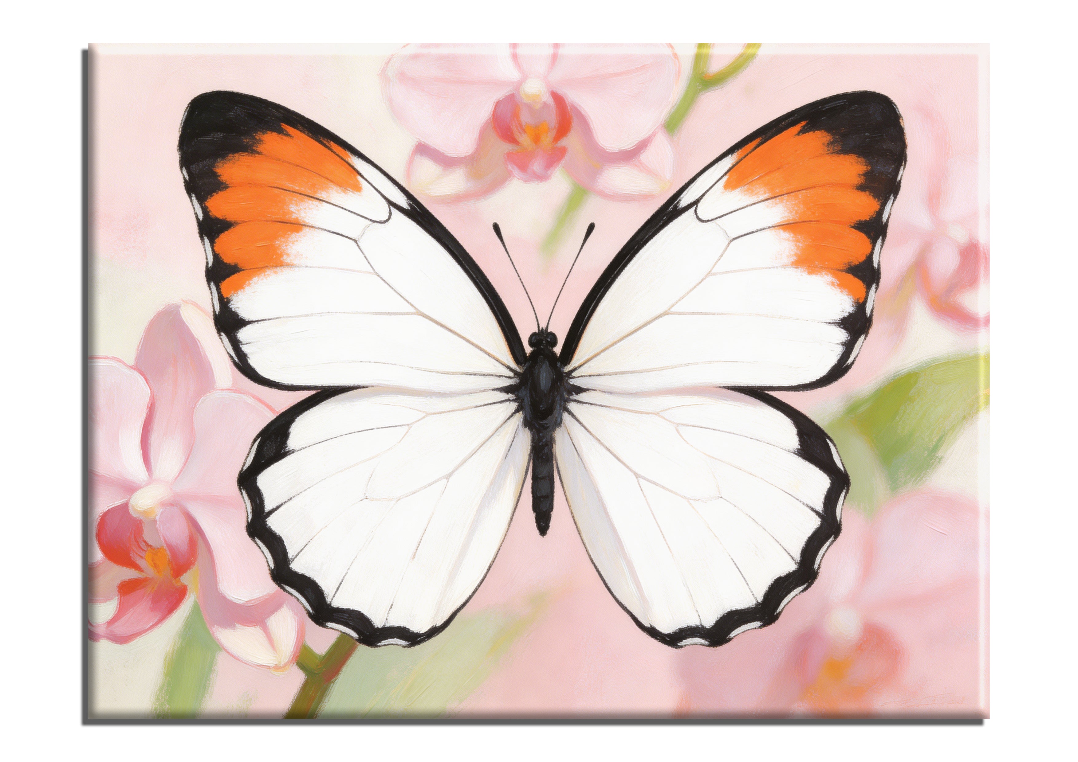 Great Orange Tip Butterfly