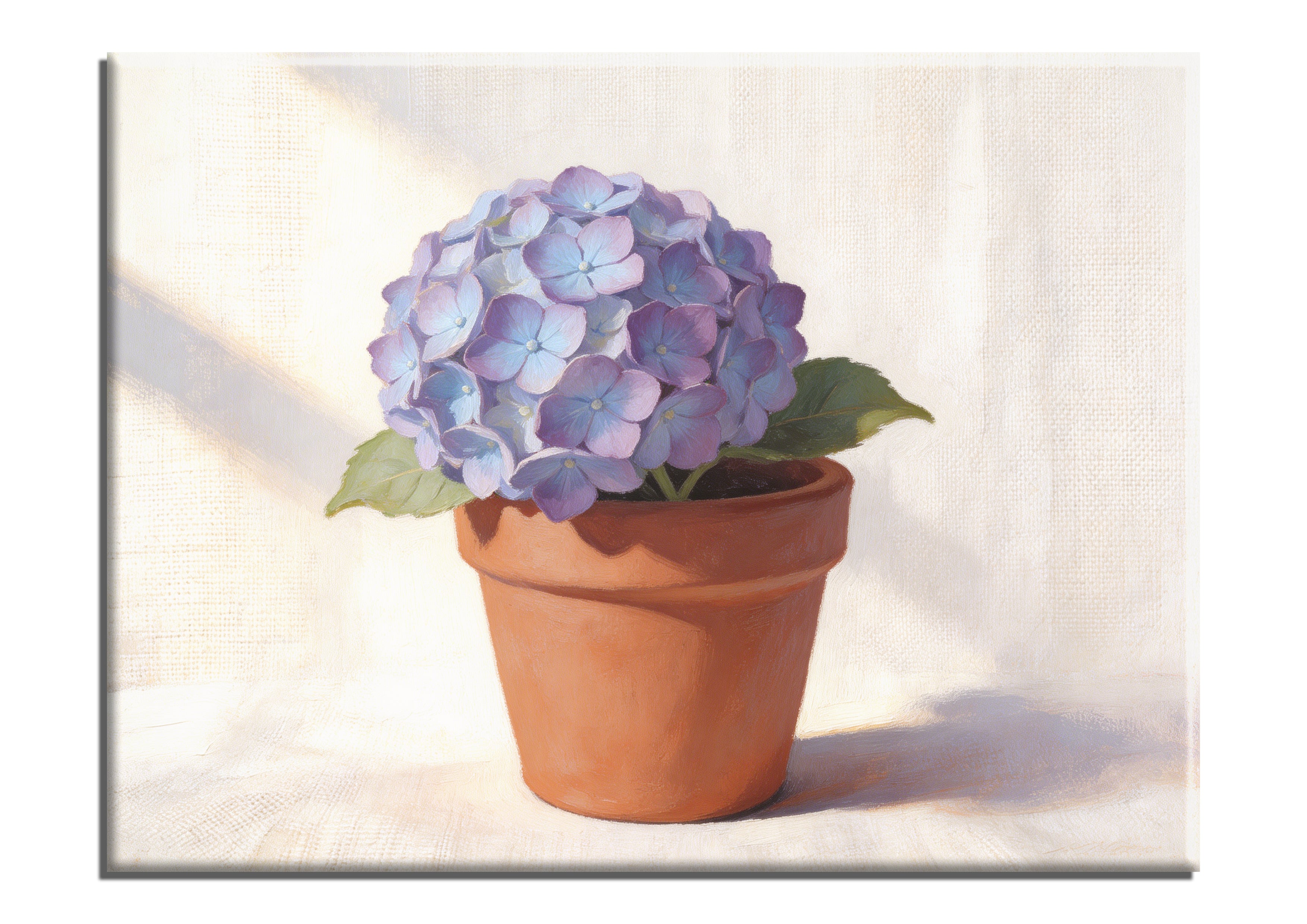 Hydrangea in Minipot