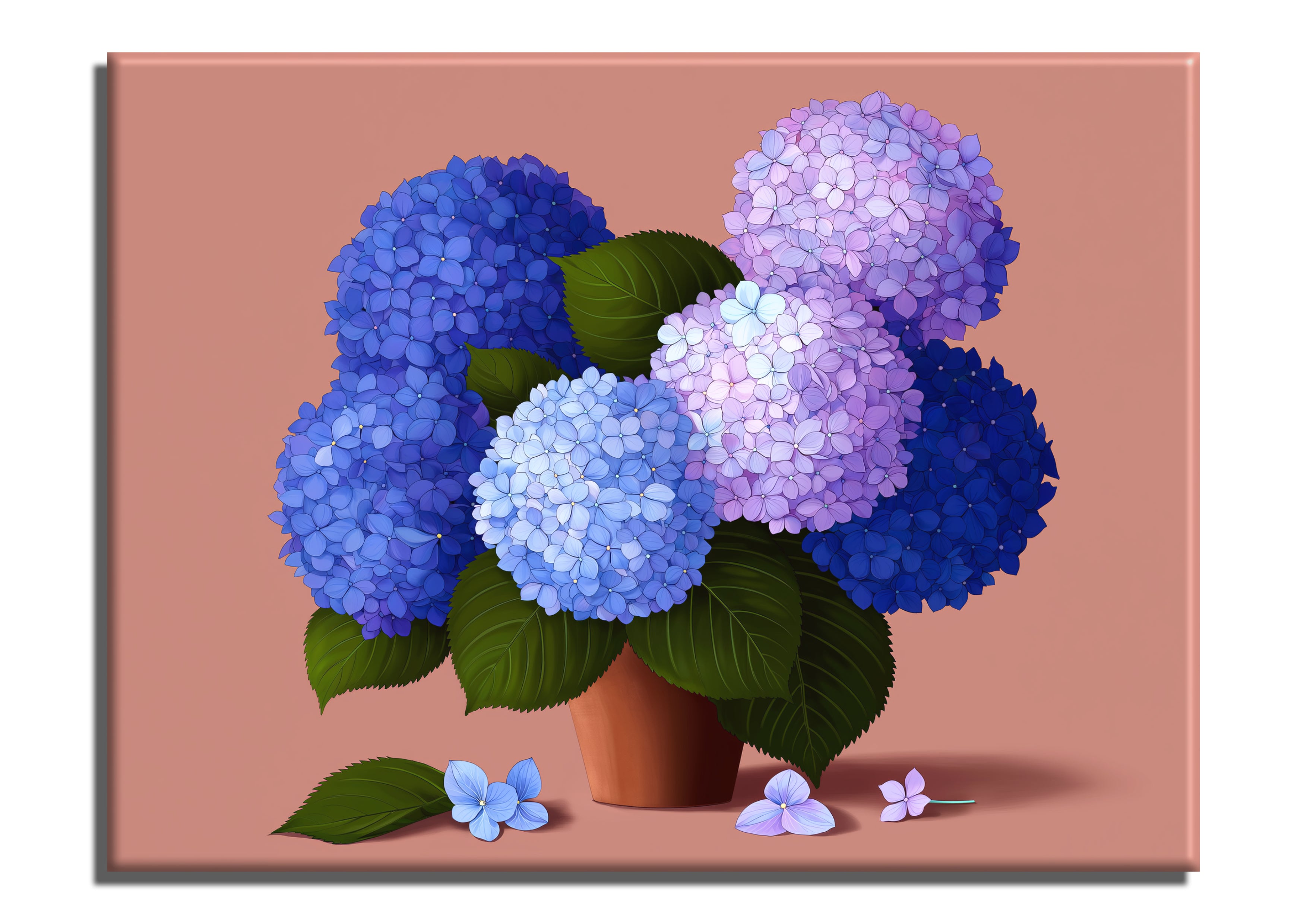 Hydrangeas in Terracotta Pot