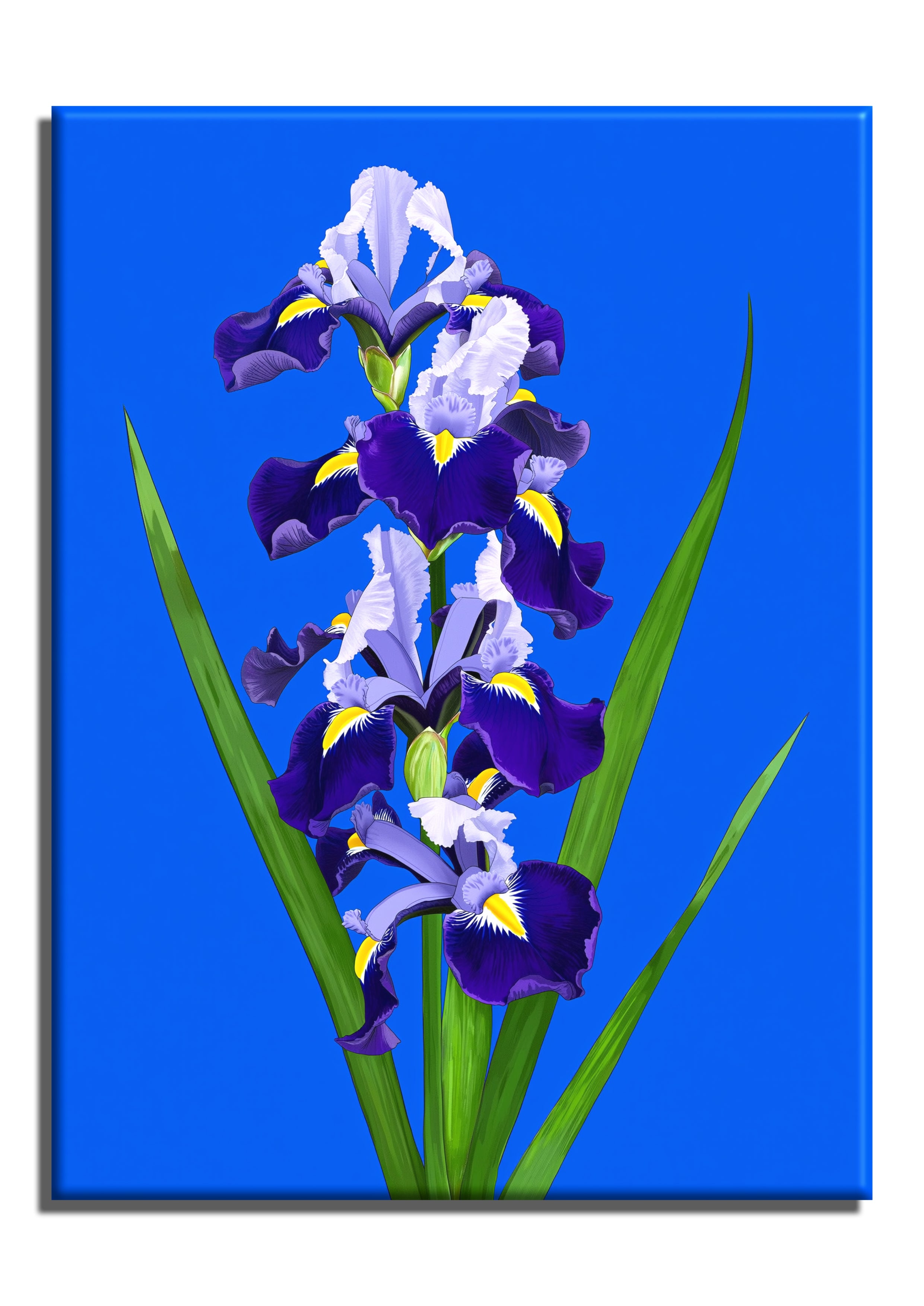 Irises