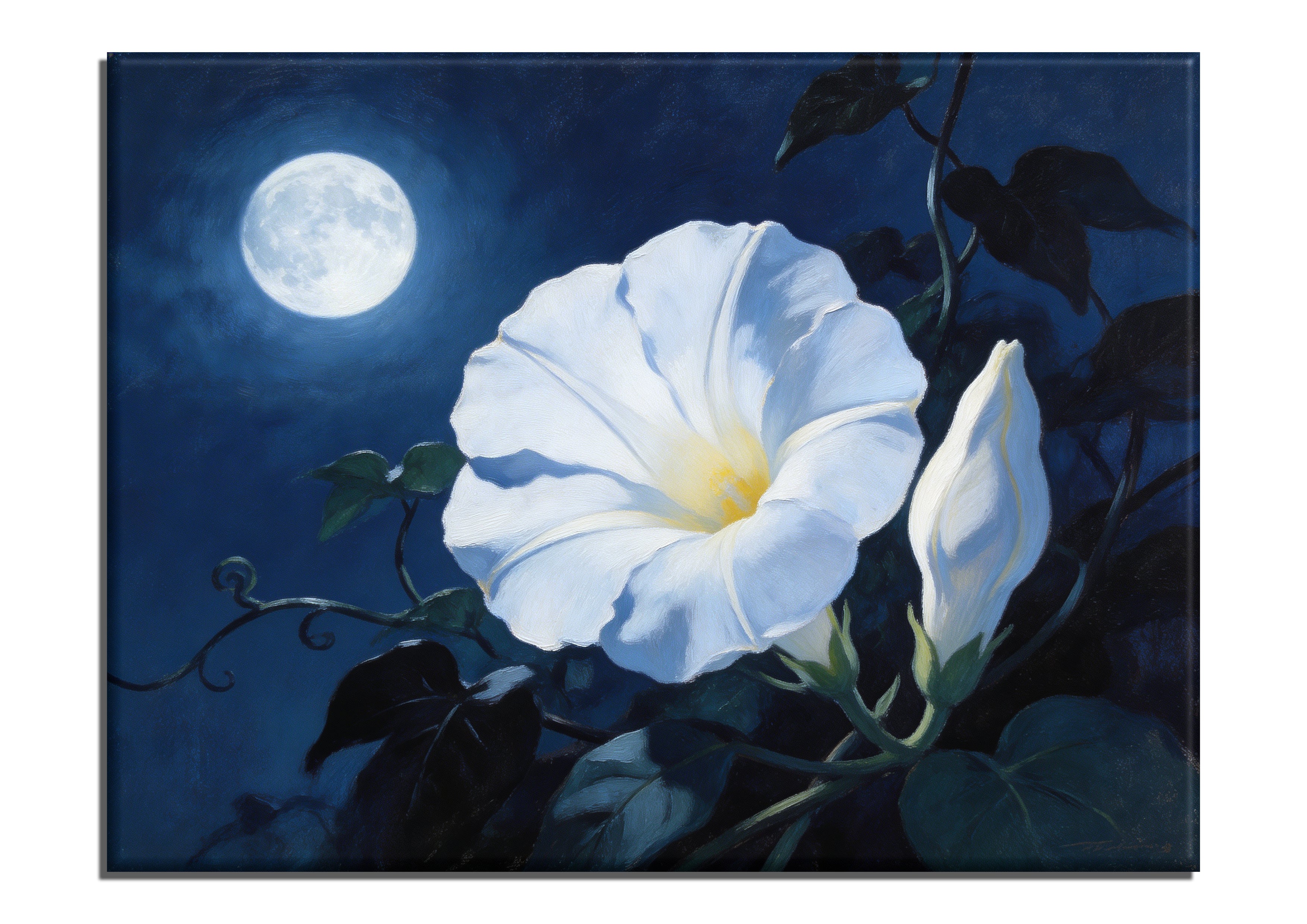 Moonflower