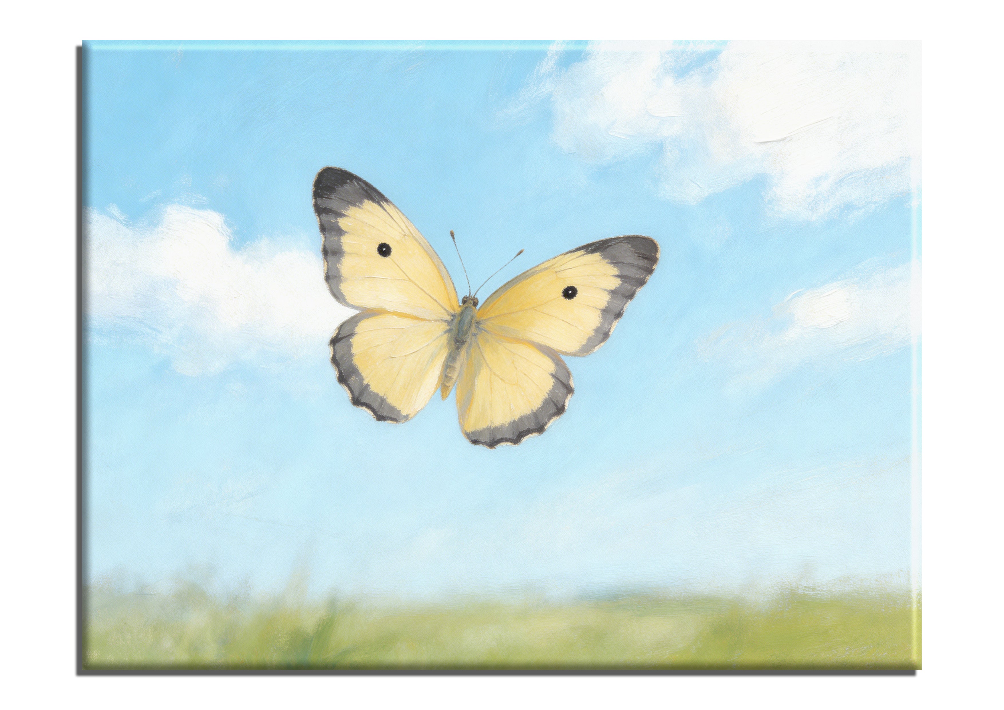 Pale Clouded Yellow Butterfly