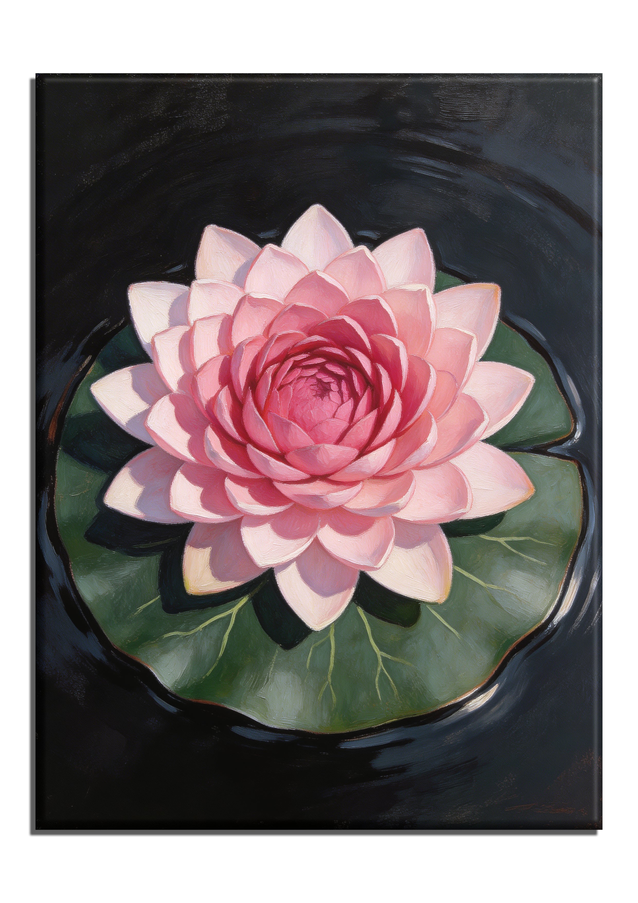 Pink Water Lily