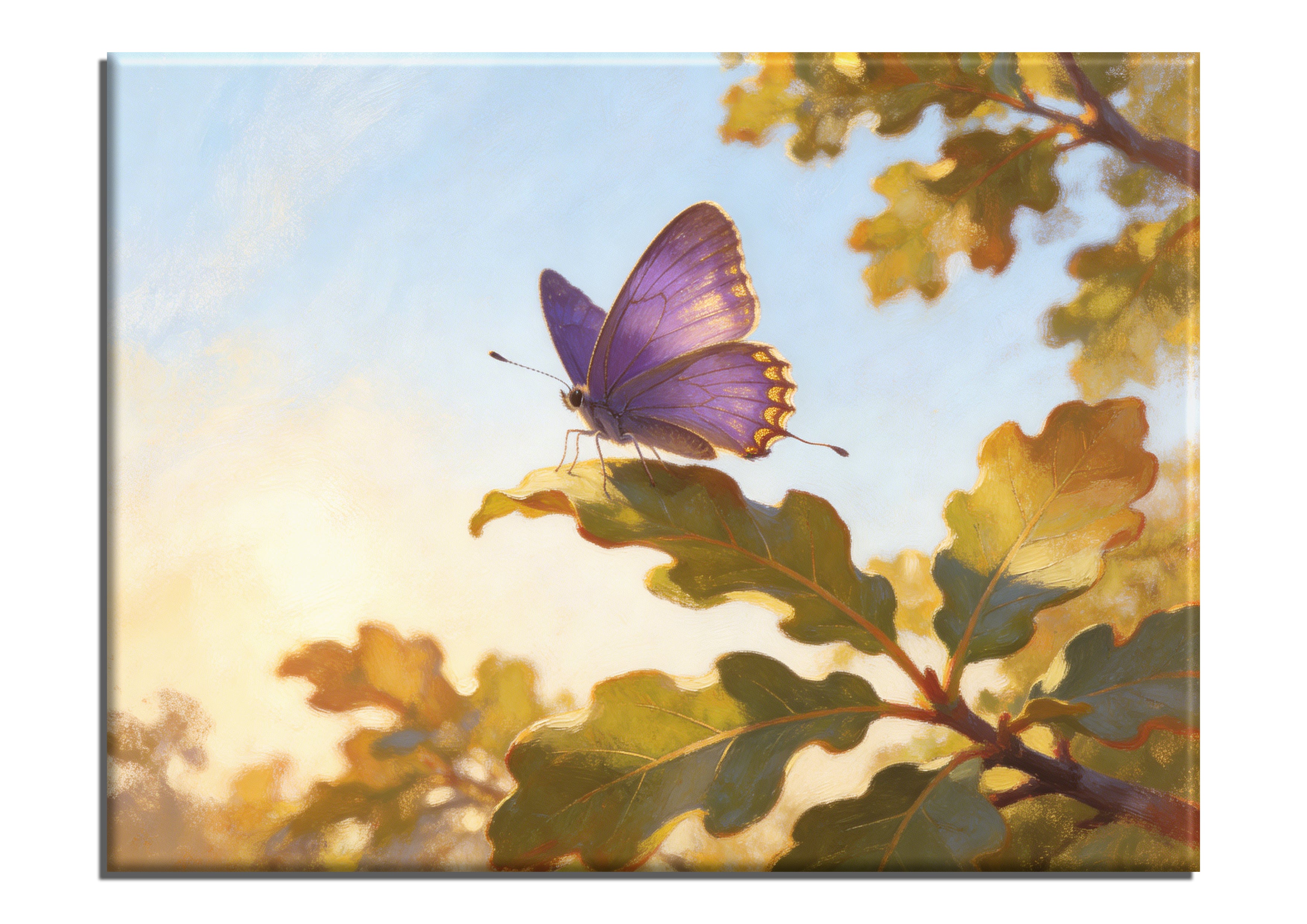 Purple Hairstreak Butterfly
