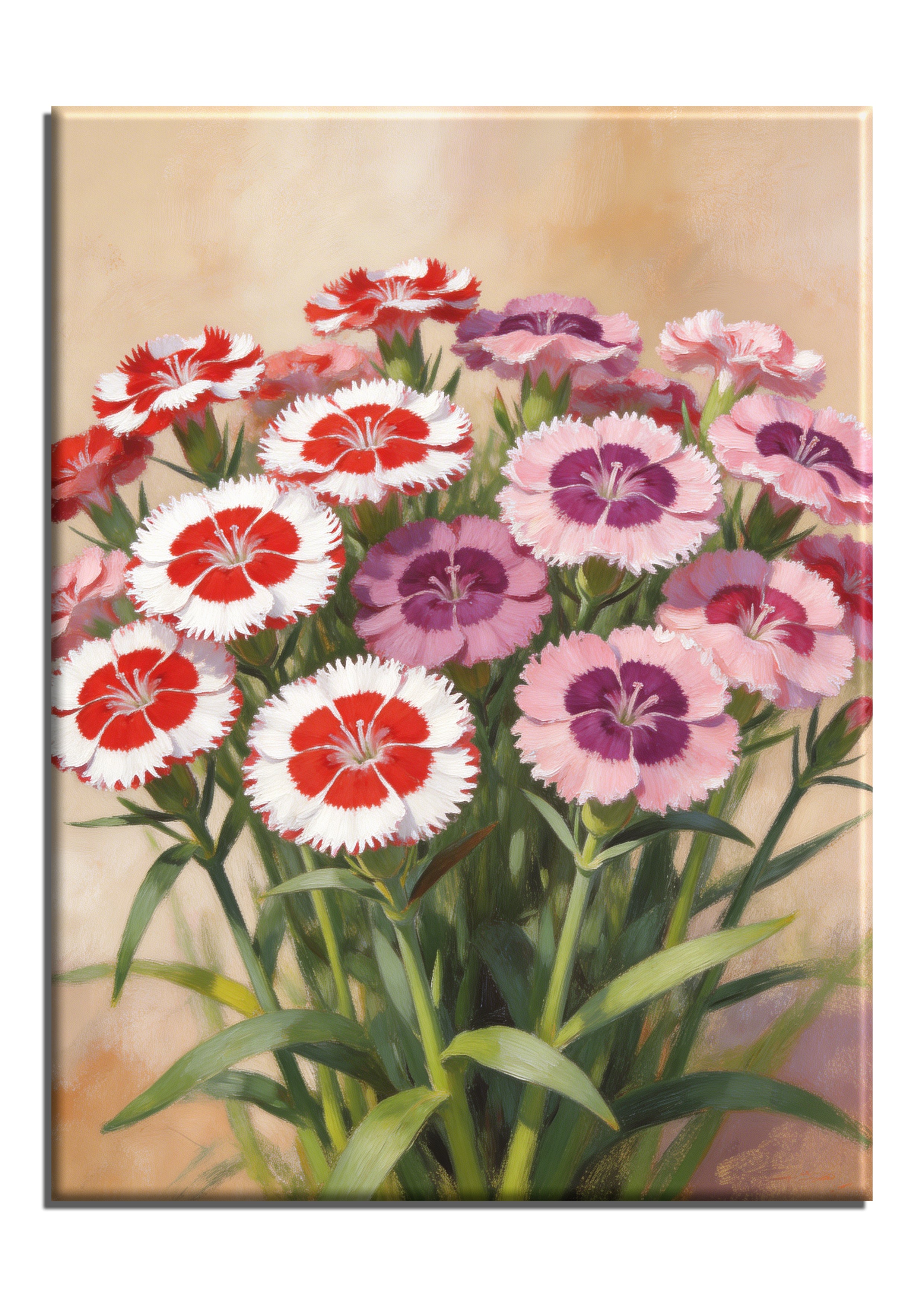 Sweet William Dianthus