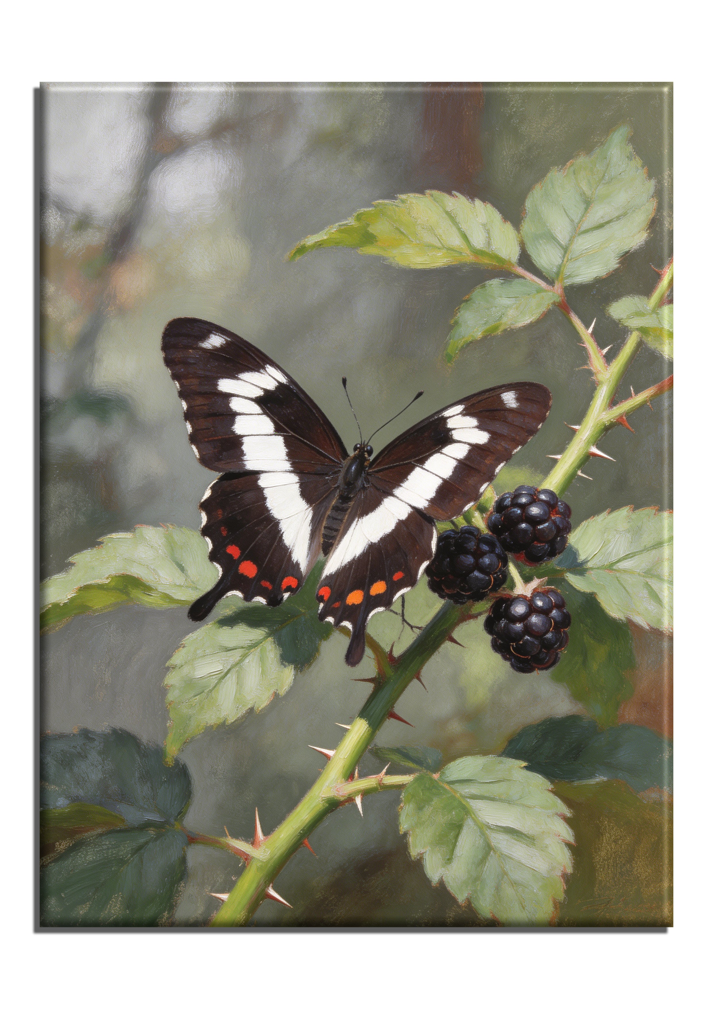 White Admiral Butterfly