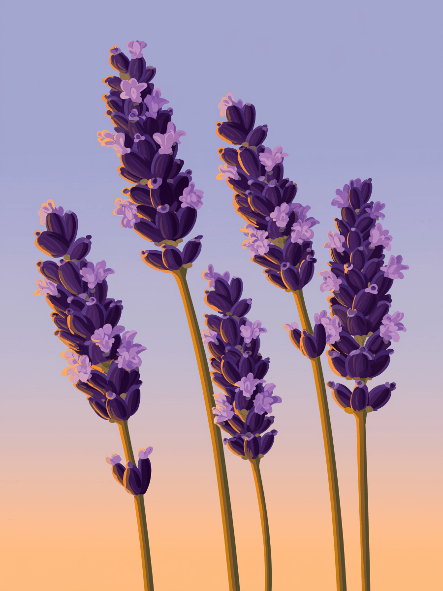 Lavender - Escape by Numbers