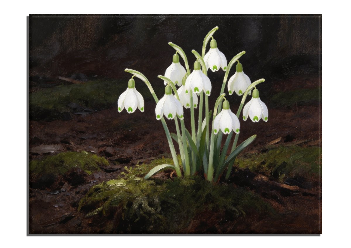 Snowdrops - Escape by Numbers