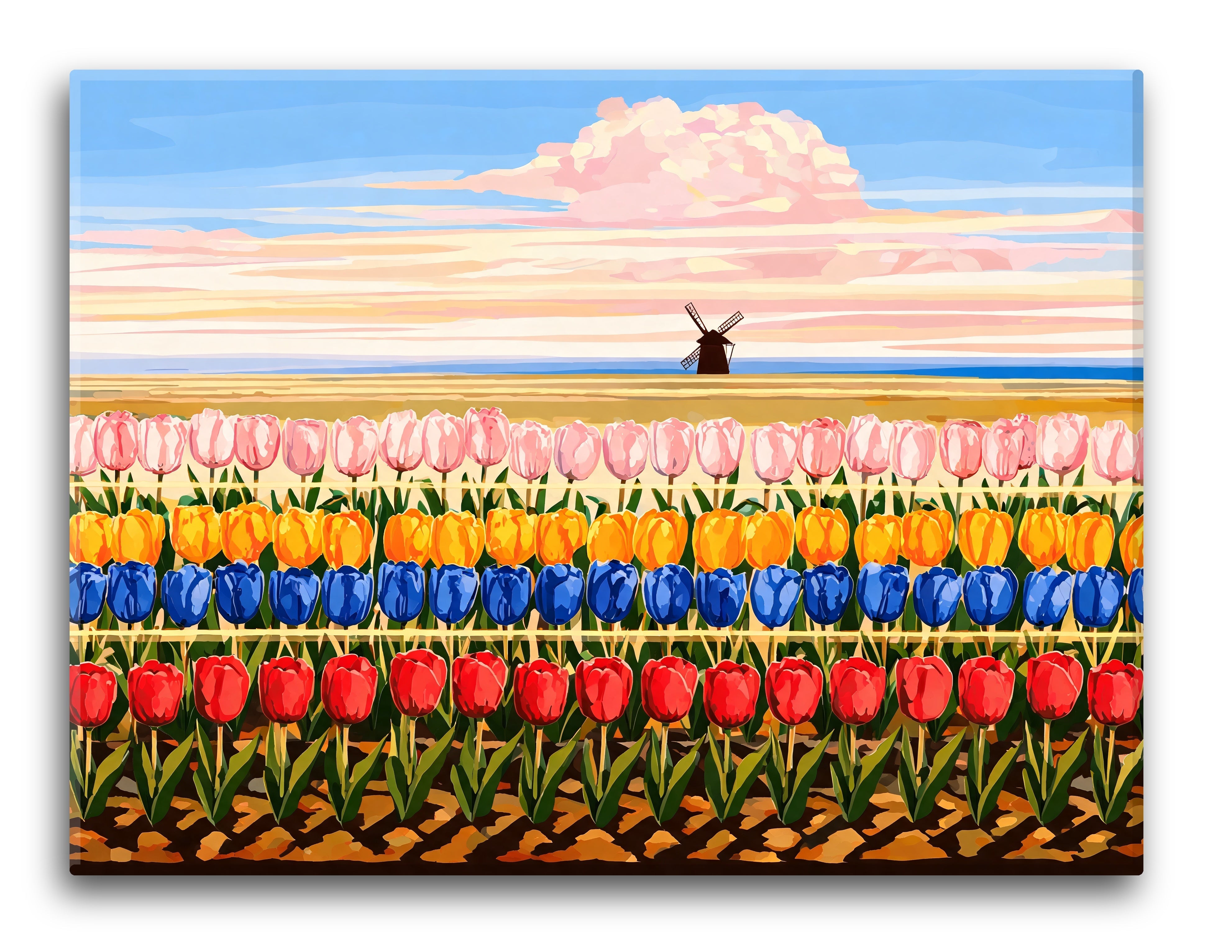 Tulip Color Band Bloom